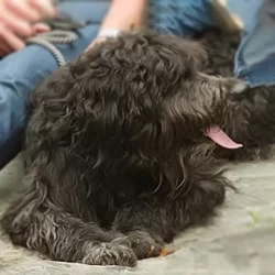 Chiropractic Rogers AR Goldendoodle Pete Chiropractic Rogers AR Goldendoodle Pete